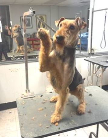 Airedale dogs for sales adoption